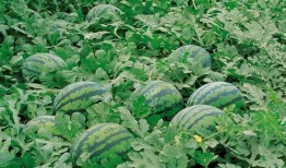 邳州网红吃瓜群微信群号,微信群号背后的火热社交圈